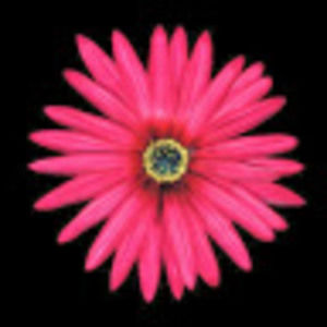 Meet your Posher, Anne.marie